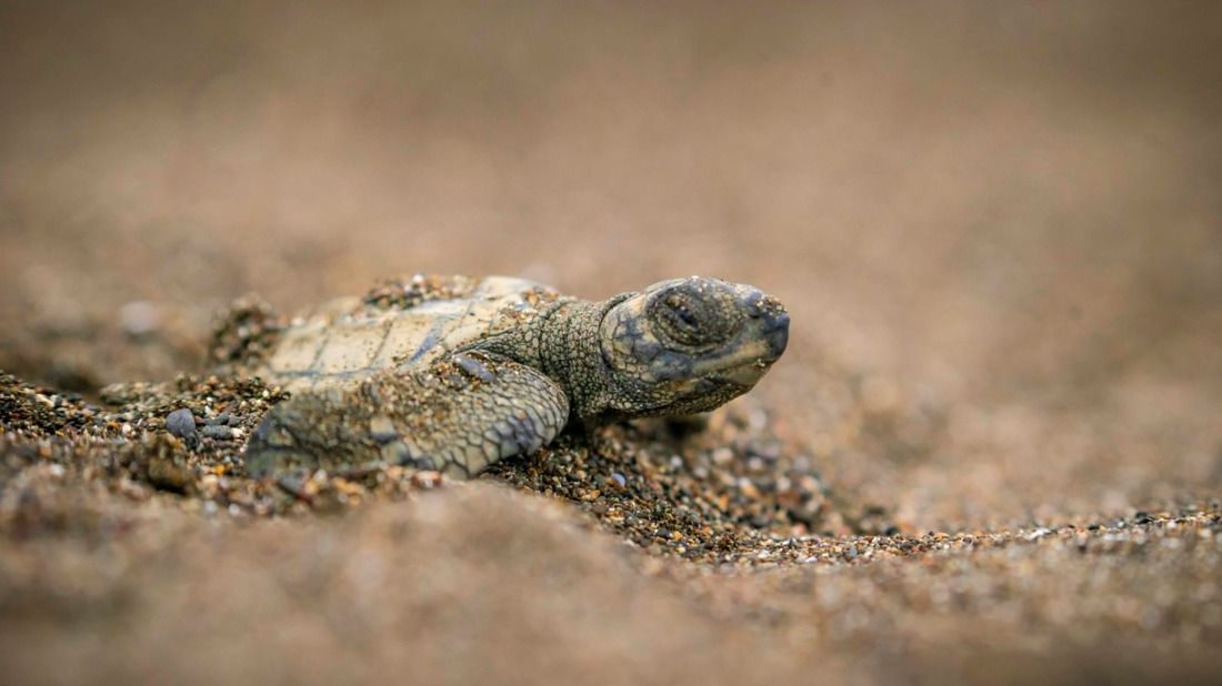 Schildpad op Costa Rica