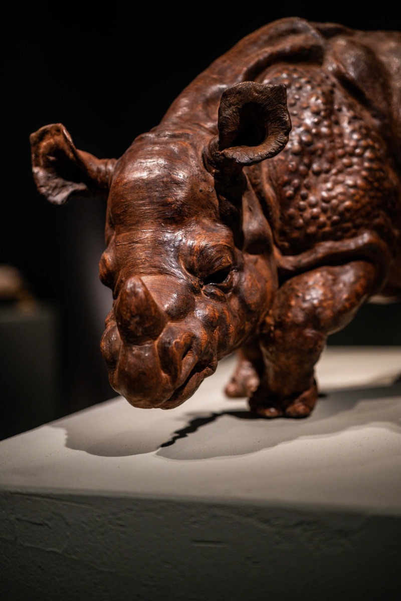 Miss Clara van Petrus Camper – gekocht door het Rijksmuseum, onderdeel van de beroemde serie tekeningen rond de neushoorn Clara  (Courtesy of Kunsthandel Mehringer)