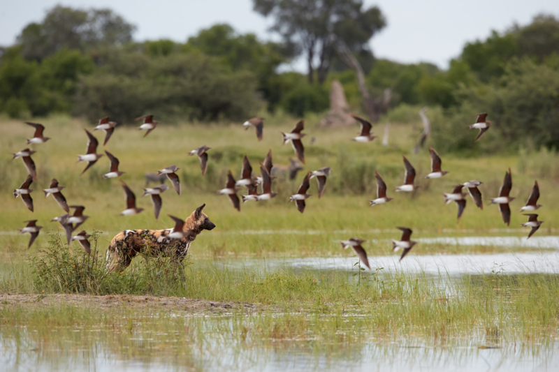 Wilde honden - Jambo Safari Club