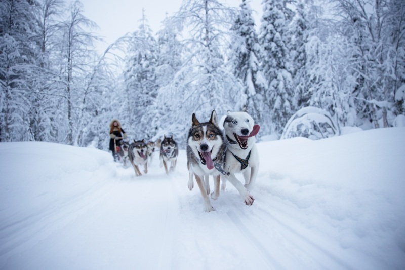 Dog sledding at Lammintupa Winter Village along the Vuosseli Outdoor Trail © Harri Tarvainen