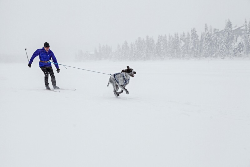 Skiing with your dog is both fun and great exercise for both of you! © Ruka-Kuusamo