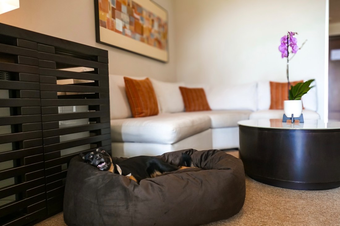 Luxe vakantie op Aruba? Bij Bucuti & Tara Beach Resort is nu ook je hond welkom